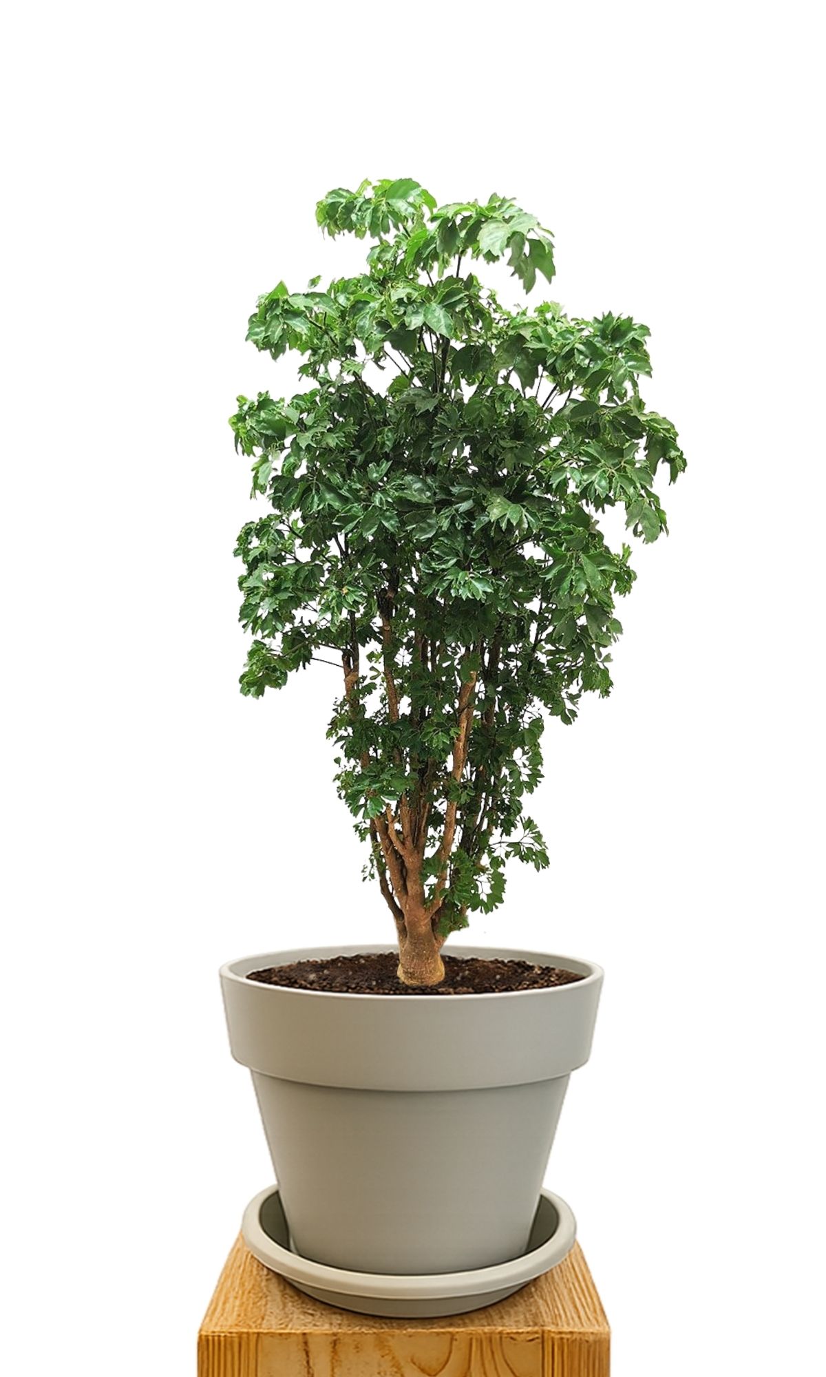Plant kit 30 Sand